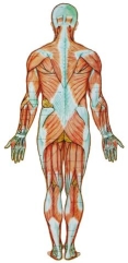 anatomie de dos