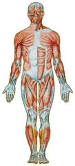 anatomie de face